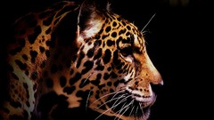Animals black background Leopards