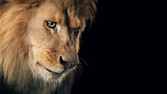 Animals black background Lions