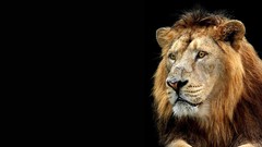 Animals black background Lions Simple Background