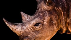 Animals black background rhinoceros