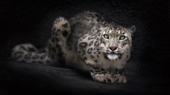 Animals black background snow leopards feline