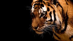 Animals black background Tigers