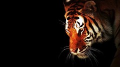 Animals black background Tigers wildlife