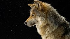 Animals black background Wolves