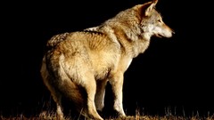 Animals black background Wolves wildlife