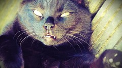 Animals black Batman cats Garden bat