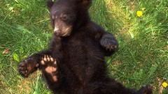 Animals black bear