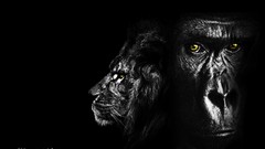 Animals black black background gorila monochrome Lions