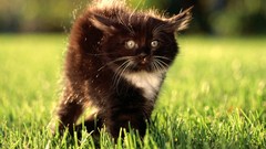 Animals black cats fluffy