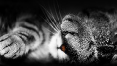 Animals black cats monochrome facepalm