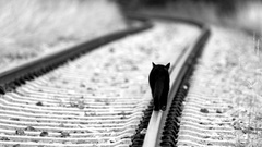 Animals black cats monochrome greyscale railroads
