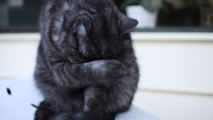 Animals black cats shame