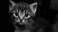 Animals black dark cats Kittens greyscale