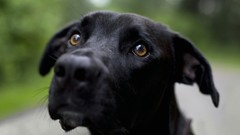 Animals black Dogs blurred brown eyes blurred background