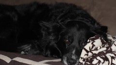 Animals black Dogs geek