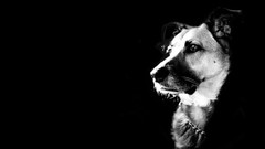 Animals black Dogs grayscale