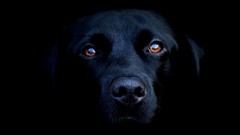 Animals black Dogs Labradors