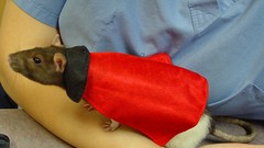 Animals black eyes capes