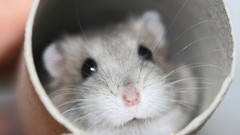 Animals black eyes hamsters tunnels