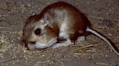 Animals black eyes Rats