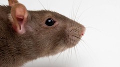 Animals black eyes Rats