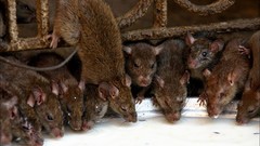 Animals black eyes Rats