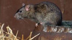 Animals black eyes Rats