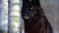 Animals black eyes Wolves Mammals