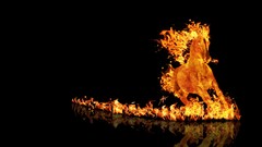 Animals black fire Horses black background digital art