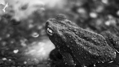 Animals black Frogs grayscale