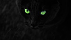 Animals black green eyes Photo manipulation selective coloring