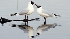 Animals black Gulls