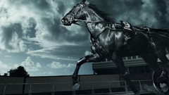 Animals black Horses