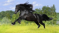 Animals black Horses