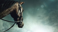 Animals black Horses wildlife