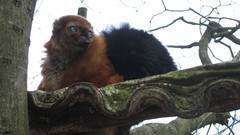 Animals black lemur primates