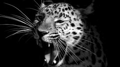 Animals black Leopards