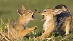 Animals black old playing Kenya jackal baby animals mara