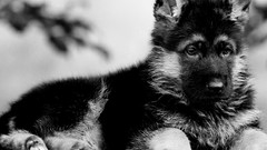 Animals black Puppies Dogs