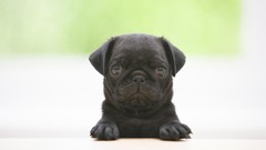 Animals black Puppies Dogs Pugs