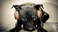 Animals black red Puppies headphones Dogs beats labrador 