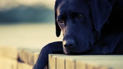 Animals black sadness Dogs Labradors