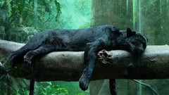 Animals black sleeping tree trunk panthers