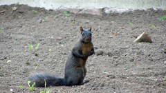 Animals black squirrels
