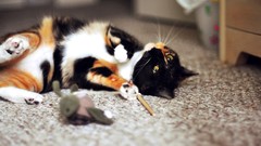 Animals black white cats