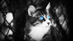 Animals black white cats blue eyes pets depth of field 