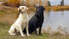 Animals black white Dogs labrador retriever