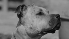 Animals black white Dogs pitbull monochrome pets grayscale