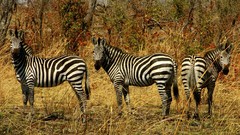 Animals black white jungle Africa zebras