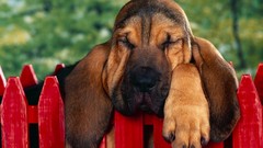 Animals Bloodhound